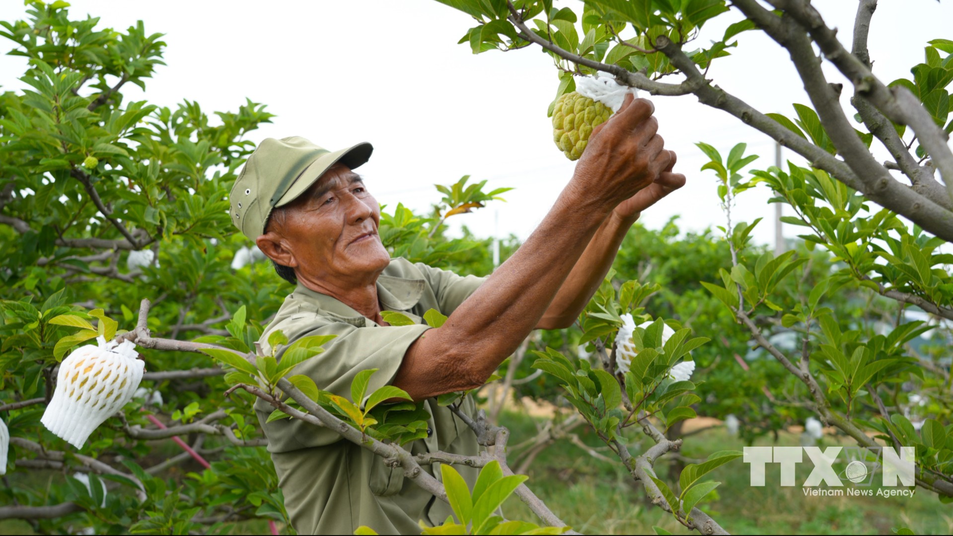Nông dân chăm sóc quả na được trồng ứng dụng công nghệ cao tại xã Tân Châu. (Ảnh: Minh Phú/TTXVN)